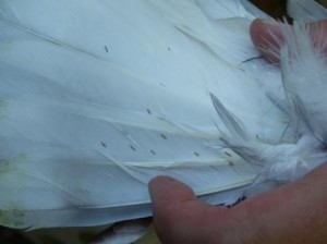 racing pigeon feather lice