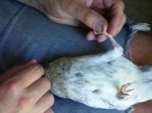 racing pigeon thigh vaccination 1