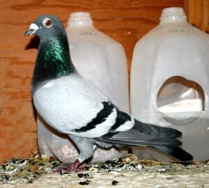 racing pigeons medicating no nos