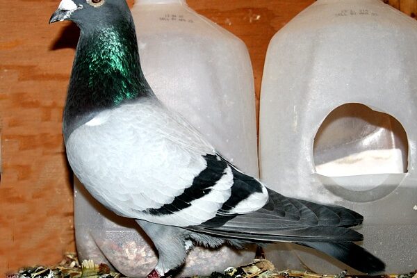 Things to Avoid When Medicating Your Racing Pigeons