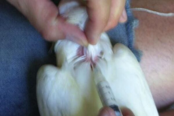 Vaccinating a Racing Pigeon Subcutaneously