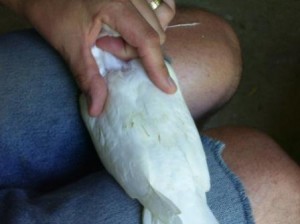 vaccinating a racing pigeon 1