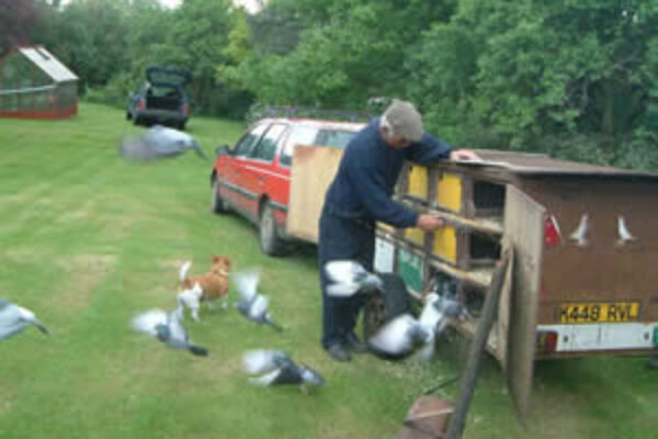 Compass Training Your Racing Pigeons