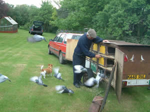 compass training your racing pigeons