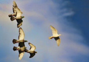 training racing pigeons