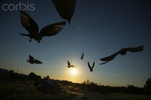 Racing Pigeons in training