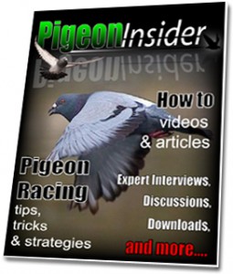 pigeon-insider-cover
