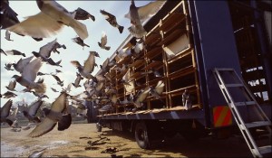 training racing pigeons to break