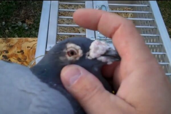 *Video* One Eye Cold Treatment for Racing Pigeons