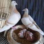 Pairing Racing Pigeons For Breeding