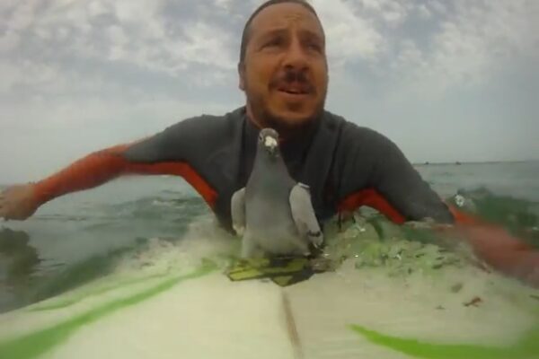 *Video* A Surfing Racing Pigeon… Seriously!