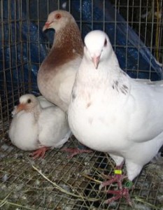 Racing Pigeons: Three Things to Look For When Selecting Breeders