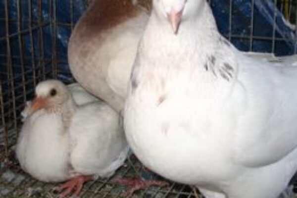 Racing Pigeons: Three Things to Look For When Selecting Breeders