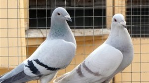 breeding racing pigeons methods for selecting breeders