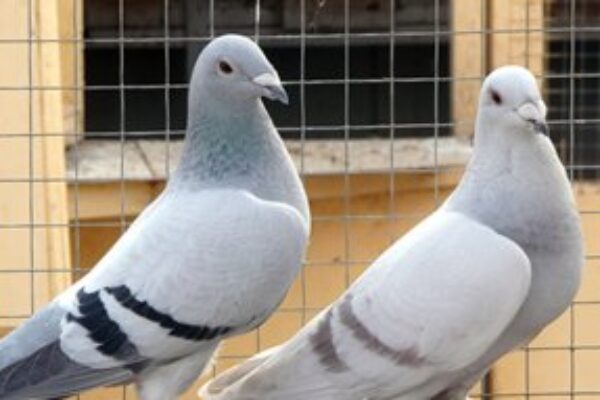 Breeding Racing Pigeons: Methods of selecting breeders