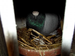 Evaluating racing pigeon breeders