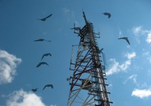 Phone towers killing pigeons