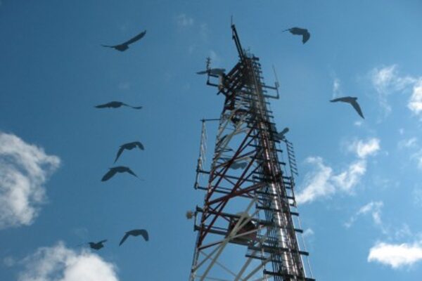 Are Mobile Phone Towers Pigeon Killers?