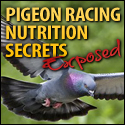 Pigeon racing nutrition secrets exposed.