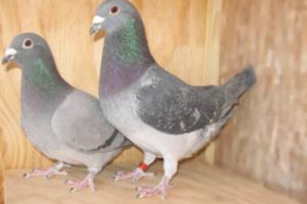 Creating “Sports” When Breeding Racing Pigeons