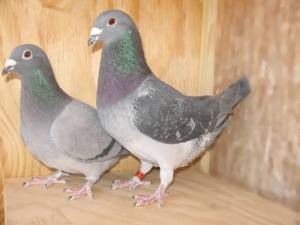 Creating sports when breeding racing pigeons