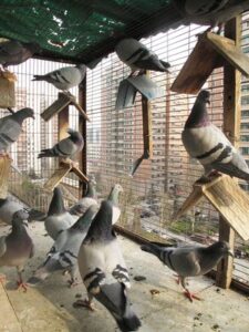 intesive breeding for racing pigeons