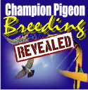 Champion pigeon breeding revealed.