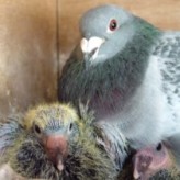 intensive racing pigeon breeding