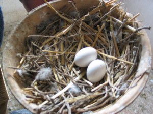 racing pigeon eggs