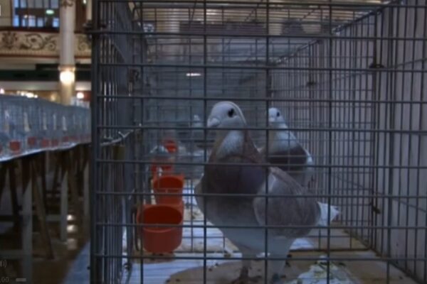 **Video** Can GPS trackers save pigeon racing?