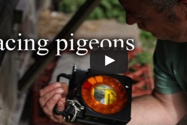 Racing Pigeons – A Short Documentary