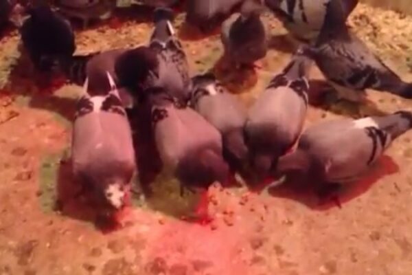 *Video* Teaching Young Racing Pigeons How To Eat