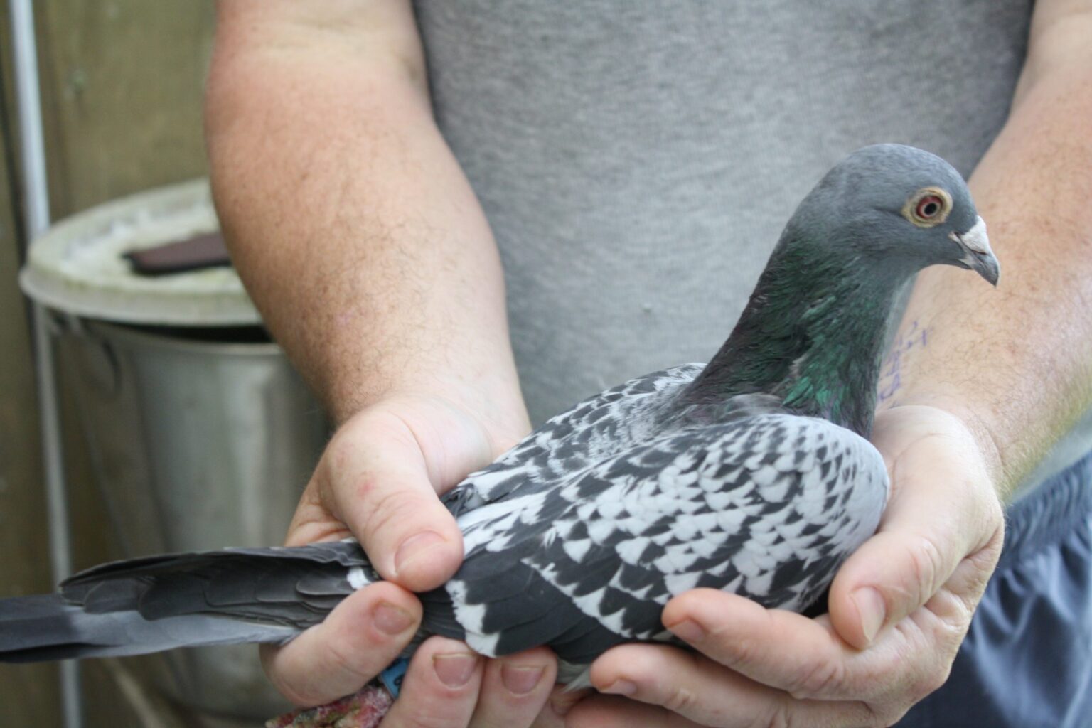 Pigeon Racing The Decline of Long Distance Racing Winning Pigeon