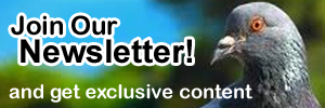Join our newsletter and get exclusive content!
