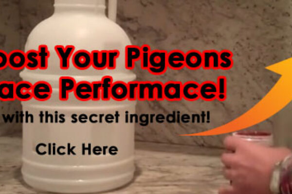 *Video* Old Timer Water Secret For Your Racing Pigeons