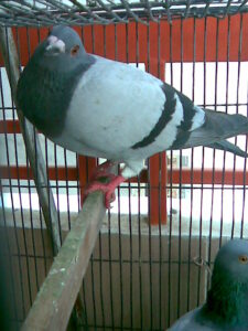 Racing pigeon