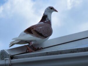 the secret to pigeon racing