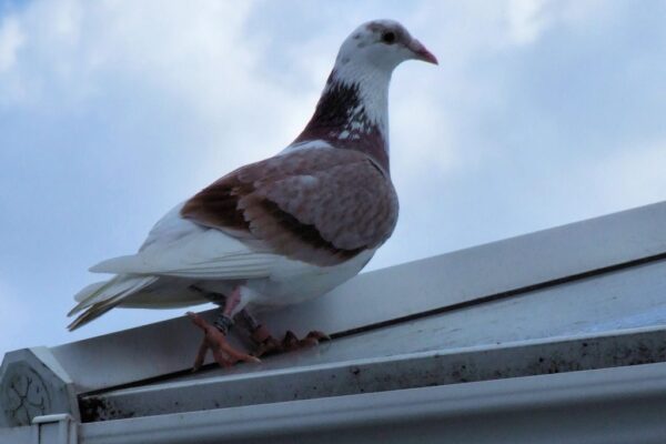 Pigeon Racing; What Make’s a Champion?