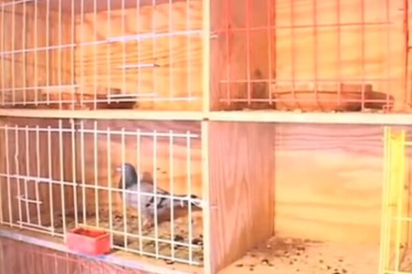 Pigeon Racing and The Importance of Nest Boxes