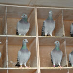 Hen Racing Pigeons