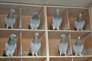 Hen Racing Pigeons