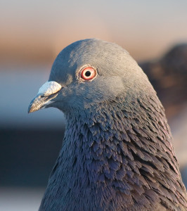 Natural racing pigeon system