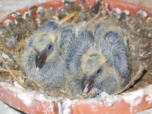 Racing pigeon babies