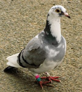 long distance racing pigeon