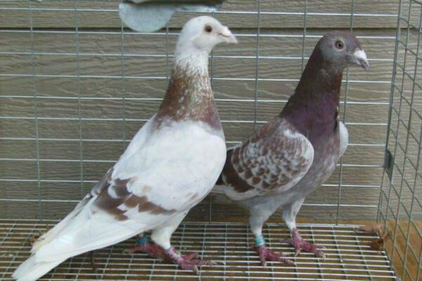 How to Train and Handle Your Racing Pigeons The Right Way