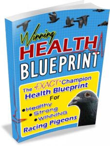 Pigeon Health Blueprint