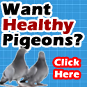 Want healthy pigeons? Click here.