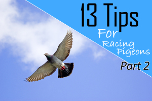 Tips for racing pigeons