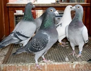 How to Pair Racing Pigeons for Breeding