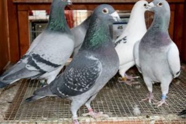 How to Pair Racing Pigeons for Breeding, Simple Guidelines to Follow.
